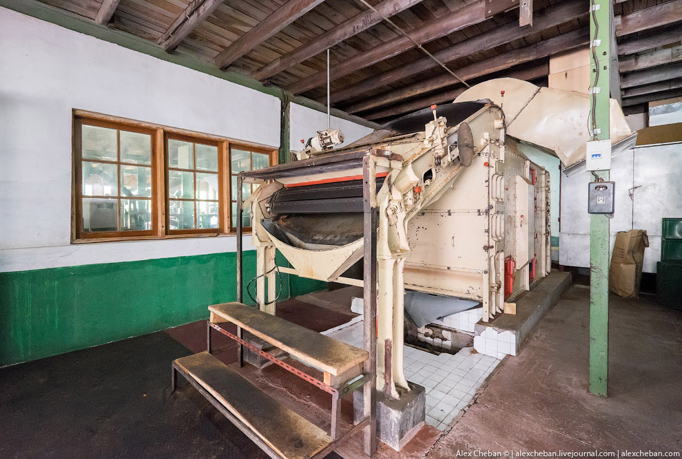 А бывает ли вообще настоящий чай?