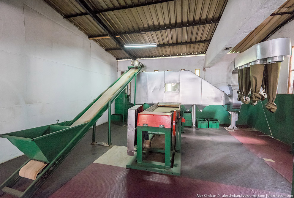 А бывает ли вообще настоящий чай?