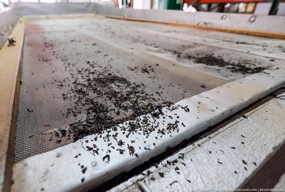 А бывает ли вообще настоящий чай?