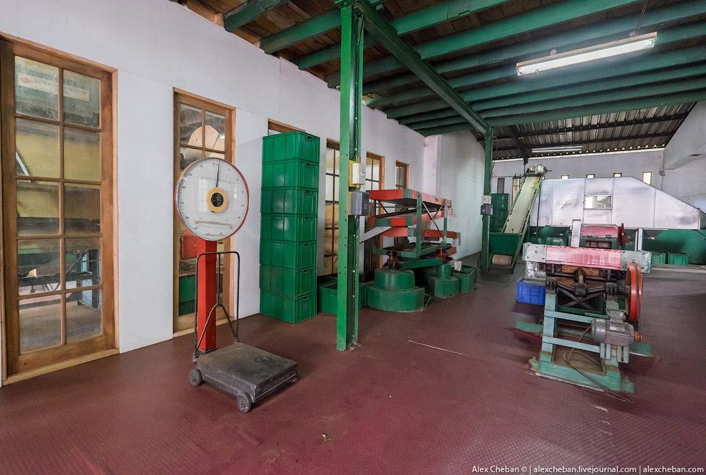 А бывает ли вообще настоящий чай?