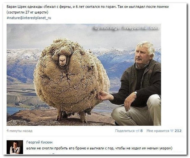 Смешные комментарии из социальных сетей