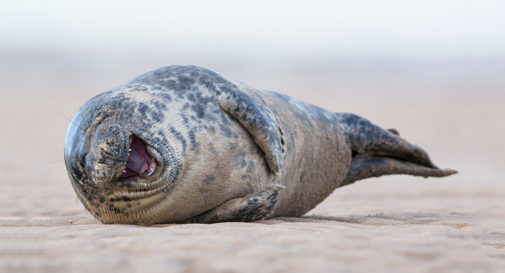 Животные в фотографиях