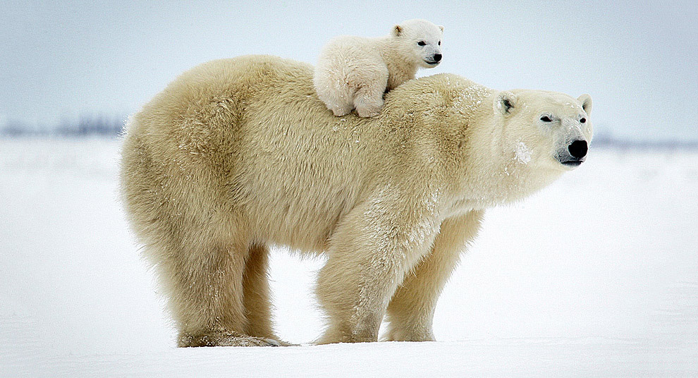 Животные в фотографиях