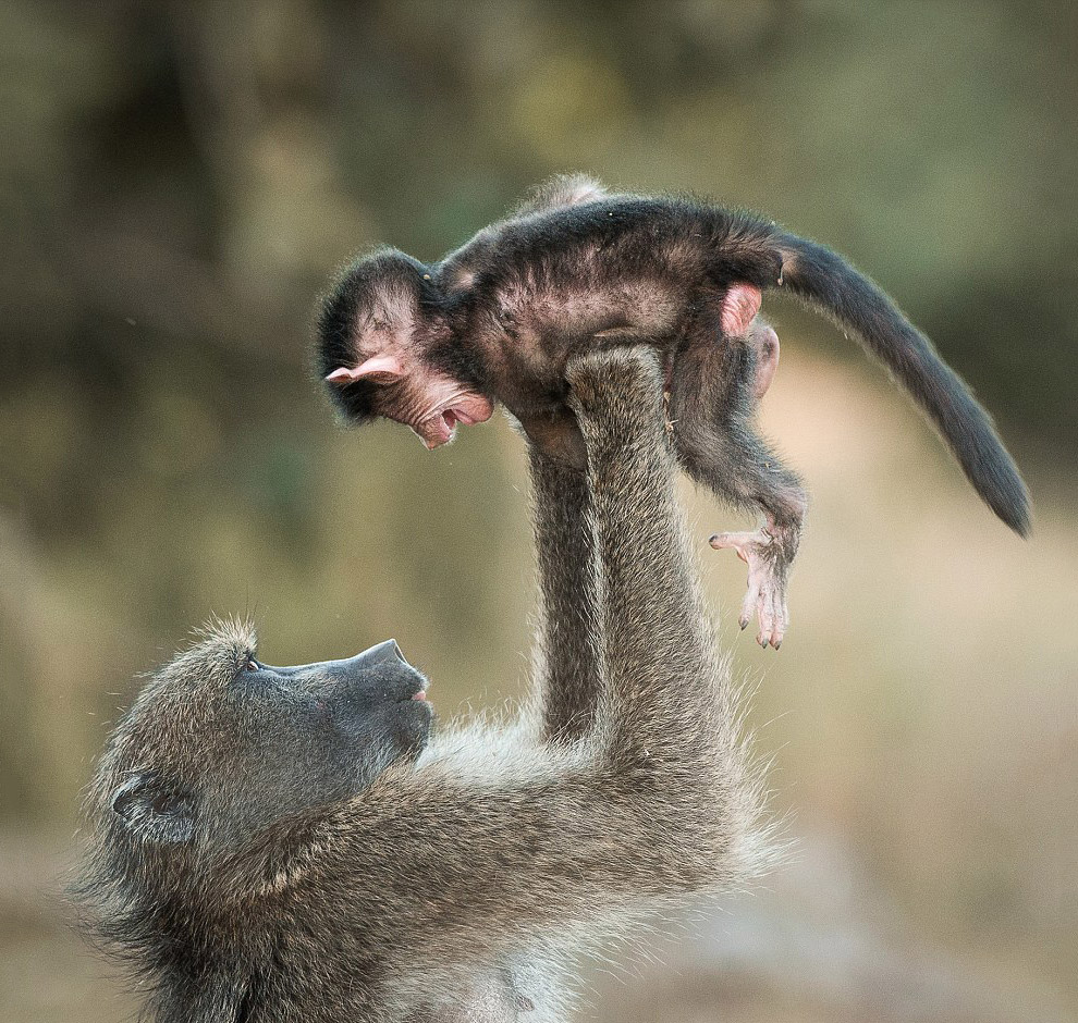 Животные в фотографиях