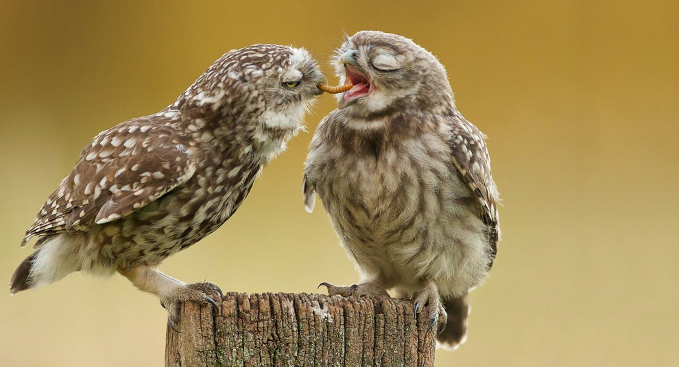 Животные в фотографиях