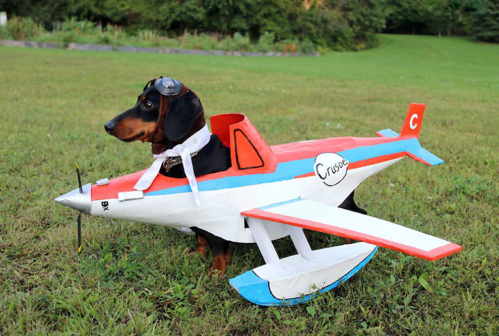 Животные в фотографиях