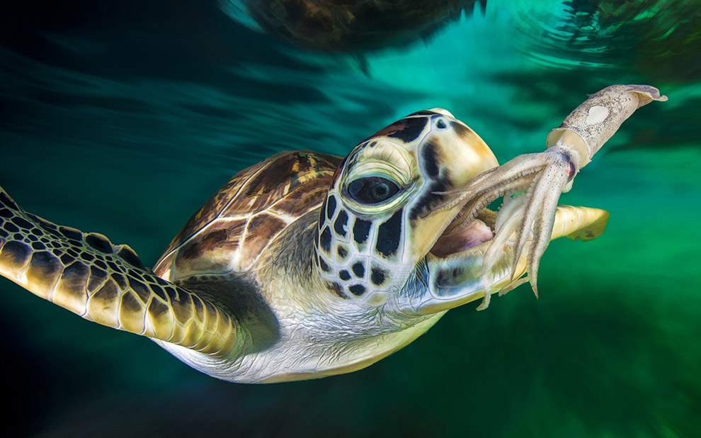 Животные в фотографиях