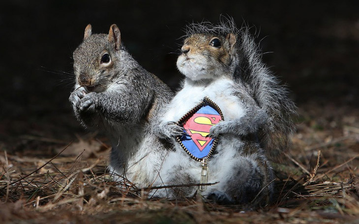 Животные в фотографиях