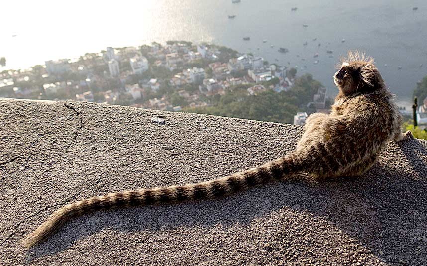 Животные в фотографиях