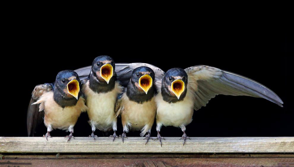 Животные в фотографиях