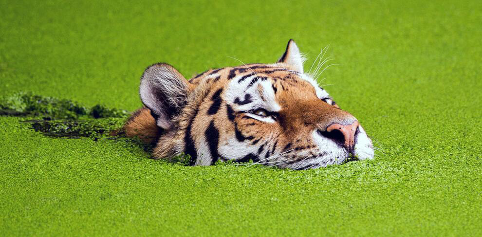 Животные в фотографиях