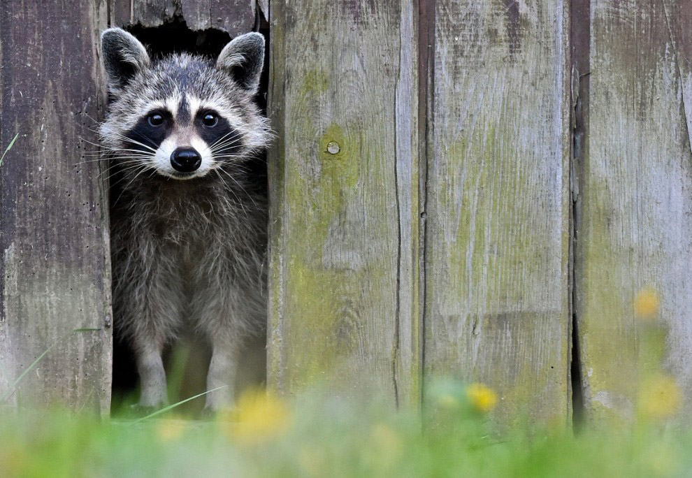 Животные в фотографиях