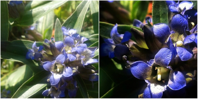 Как сделать отличную фотографию на смартфон Как сделать отличную фотографию на смартфон