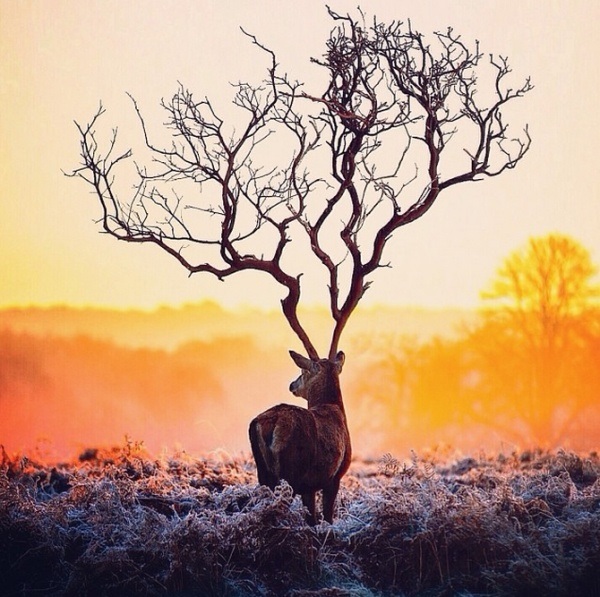 Как сделать отличную фотографию на смартфон Как сделать отличную фотографию на смартфон