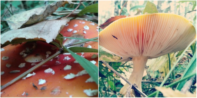 Как сделать отличную фотографию на смартфон Как сделать отличную фотографию на смартфон