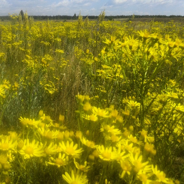 Как сделать отличную фотографию на смартфон Как сделать отличную фотографию на смартфон