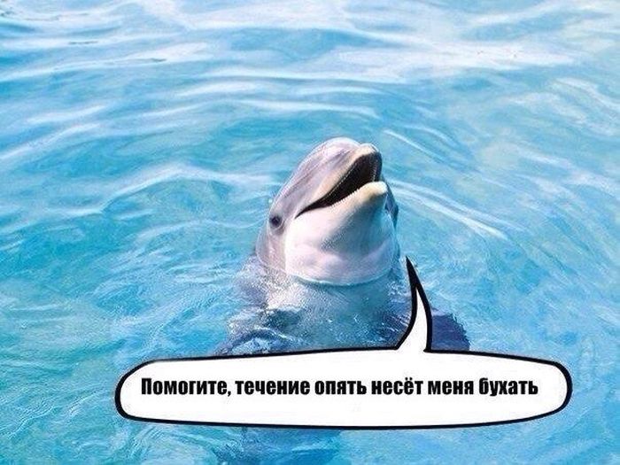 Порция картинок