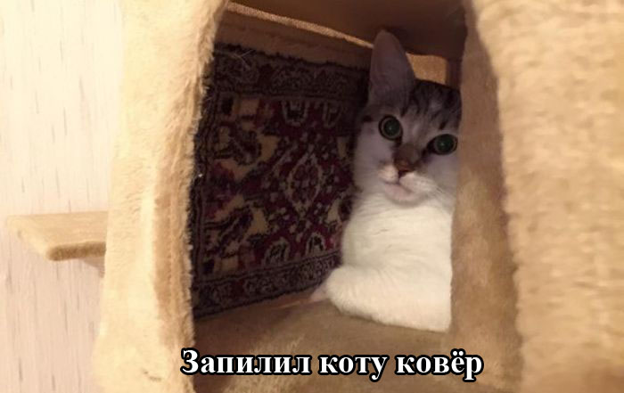 Порция картинок