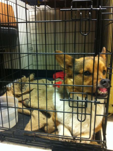 Порция картинок