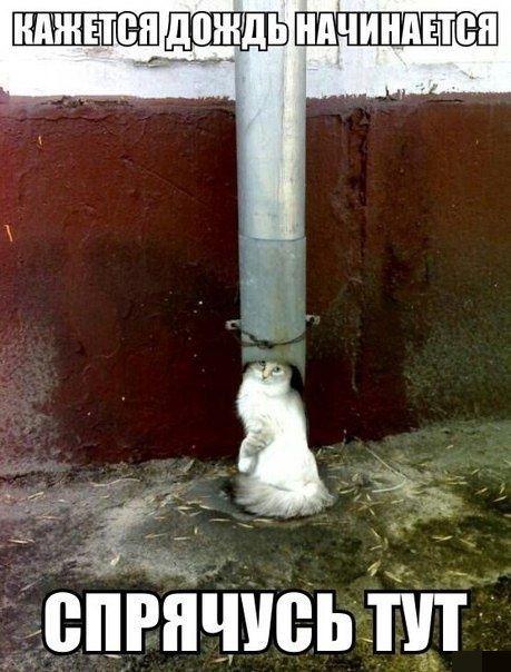 Порция картинок