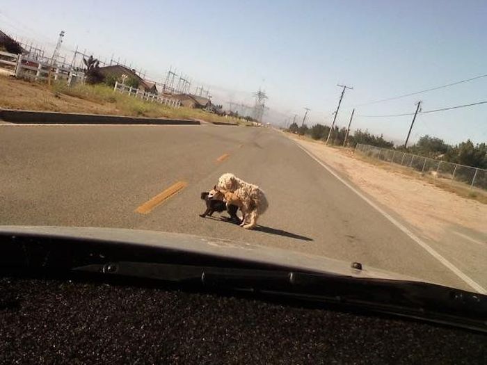 Порция картинок