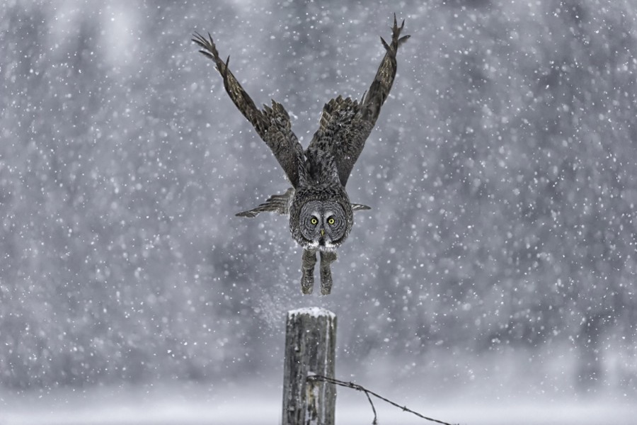 Совы зимой