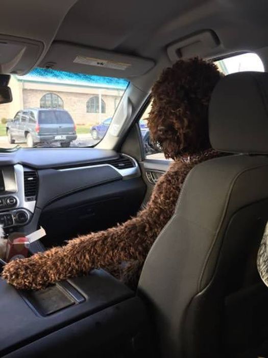 Дорожный юмор