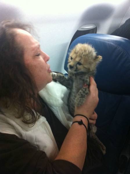 Неожиданные и забавные попутчики в самолете