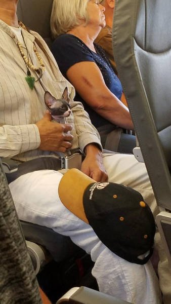 Неожиданные и забавные попутчики в самолете