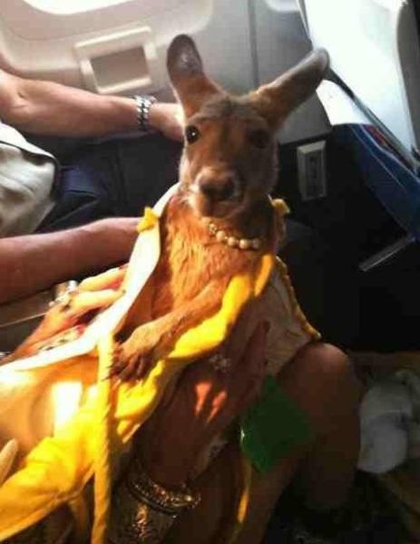 Неожиданные и забавные попутчики в самолете