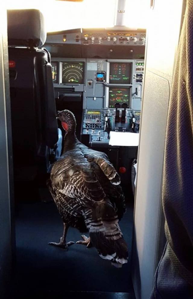 Неожиданные и забавные попутчики в самолете