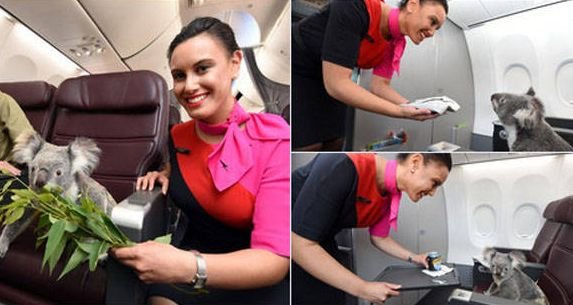 Неожиданные и забавные попутчики в самолете