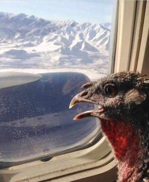 Неожиданные и забавные попутчики в самолете