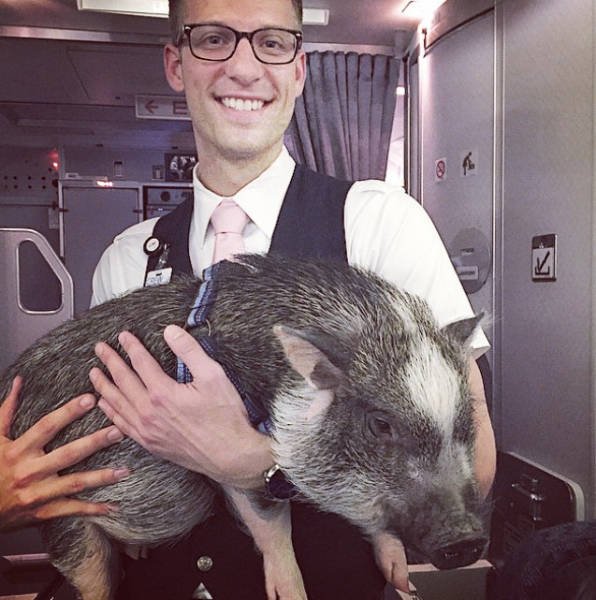 Неожиданные и забавные попутчики в самолете