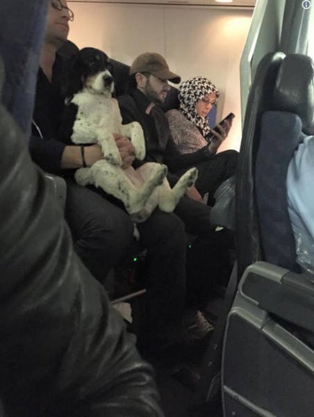 Неожиданные и забавные попутчики в самолете