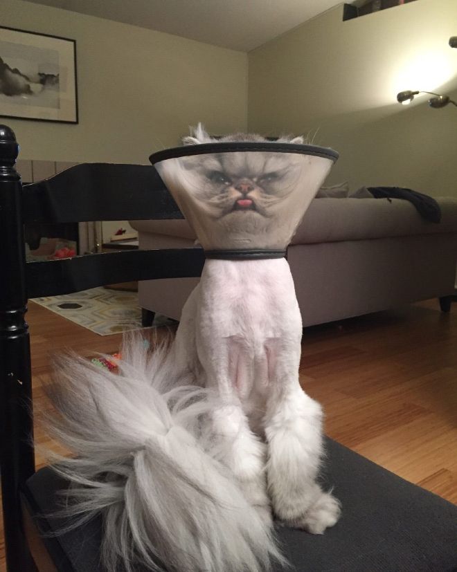 Животные после посещения ветеринарной клиники