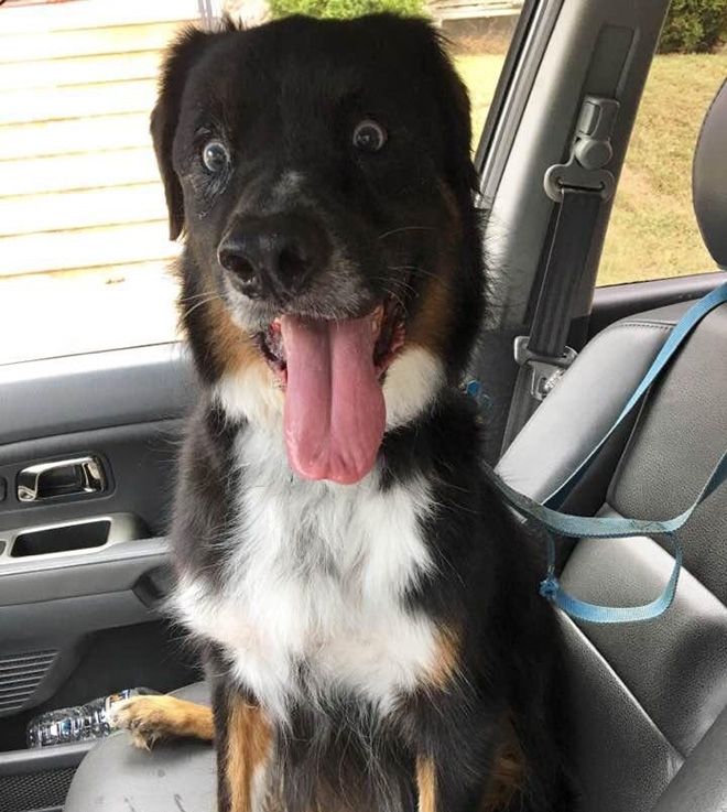 Животные после посещения ветеринарной клиники