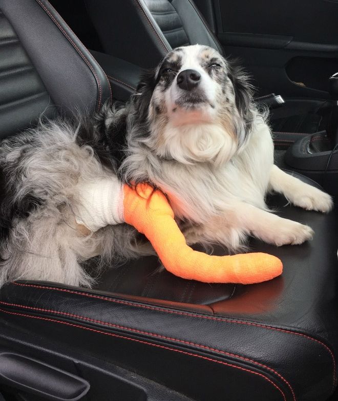 Животные после посещения ветеринарной клиники