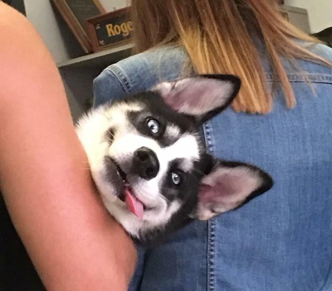 Животные после посещения ветеринарной клиники