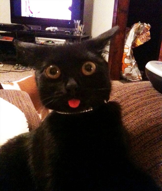 Животные после посещения ветеринарной клиники