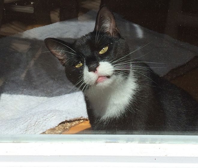 Животные после посещения ветеринарной клиники