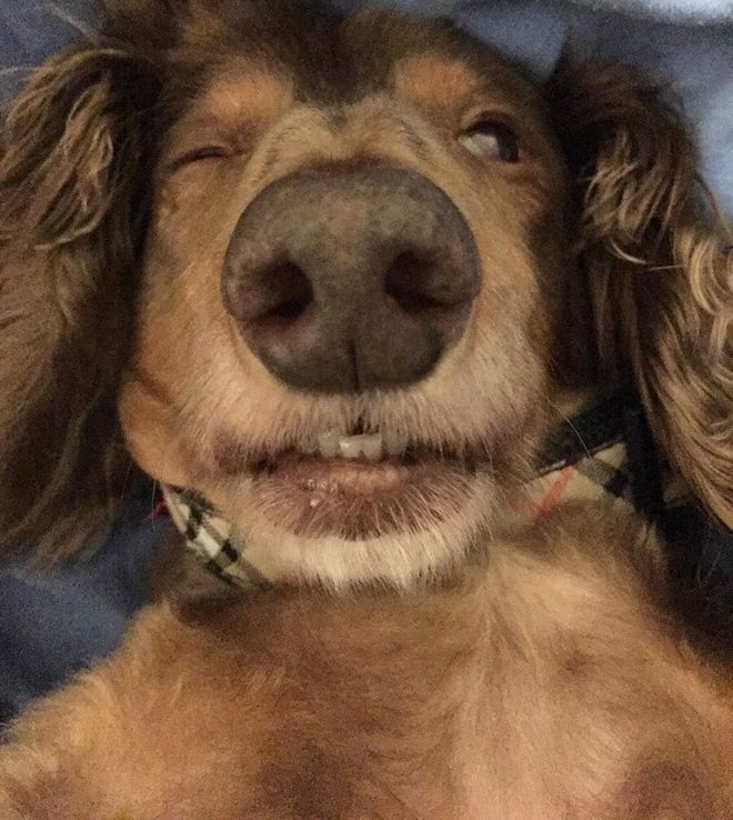 Животные после посещения ветеринарной клиники