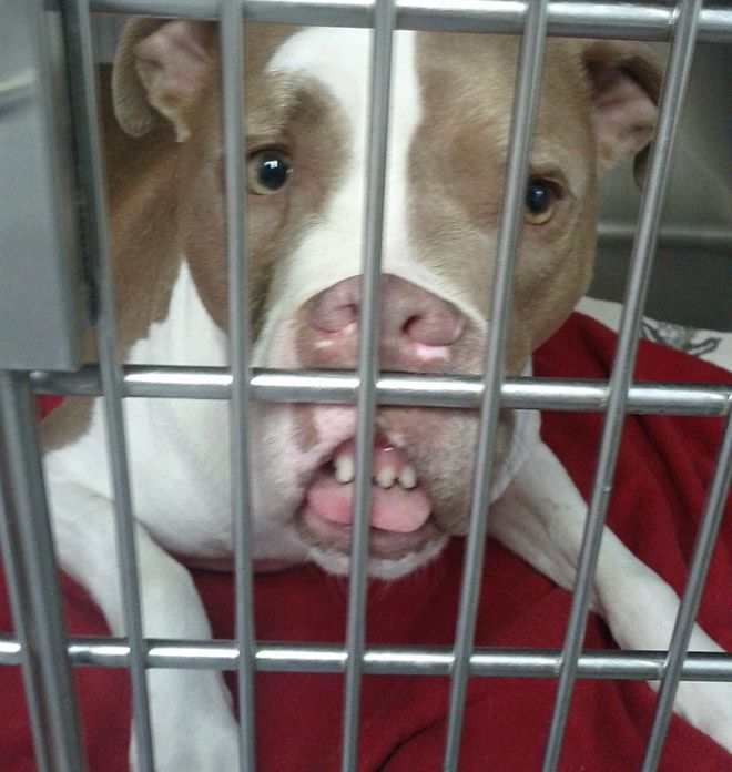 Животные после посещения ветеринарной клиники