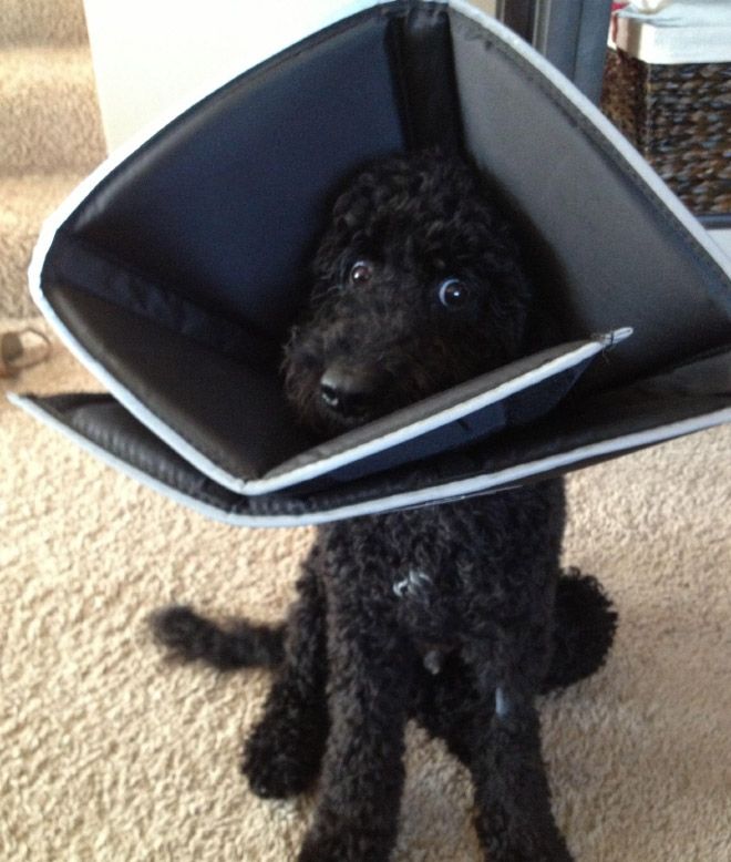 Животные после посещения ветеринарной клиники