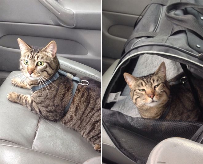 Животные после посещения ветеринарной клиники