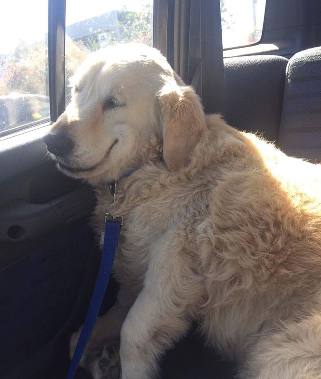 Животные после посещения ветеринарной клиники