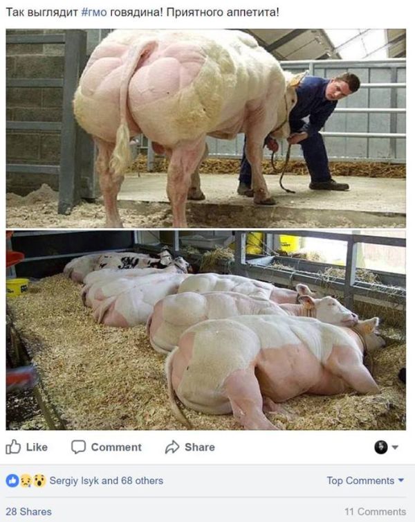 О влиянии генномодицированной говядины на организм человека