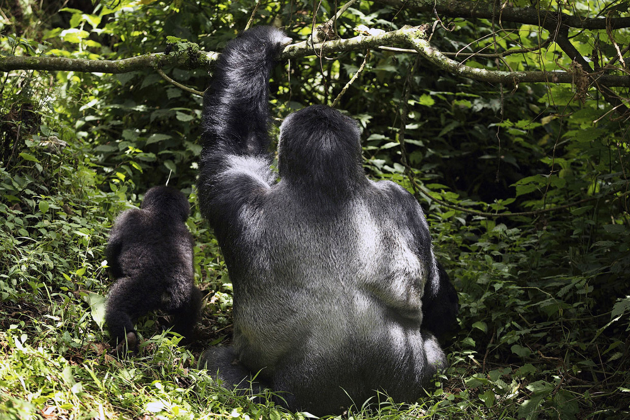 Эти горные гориллы вымирают