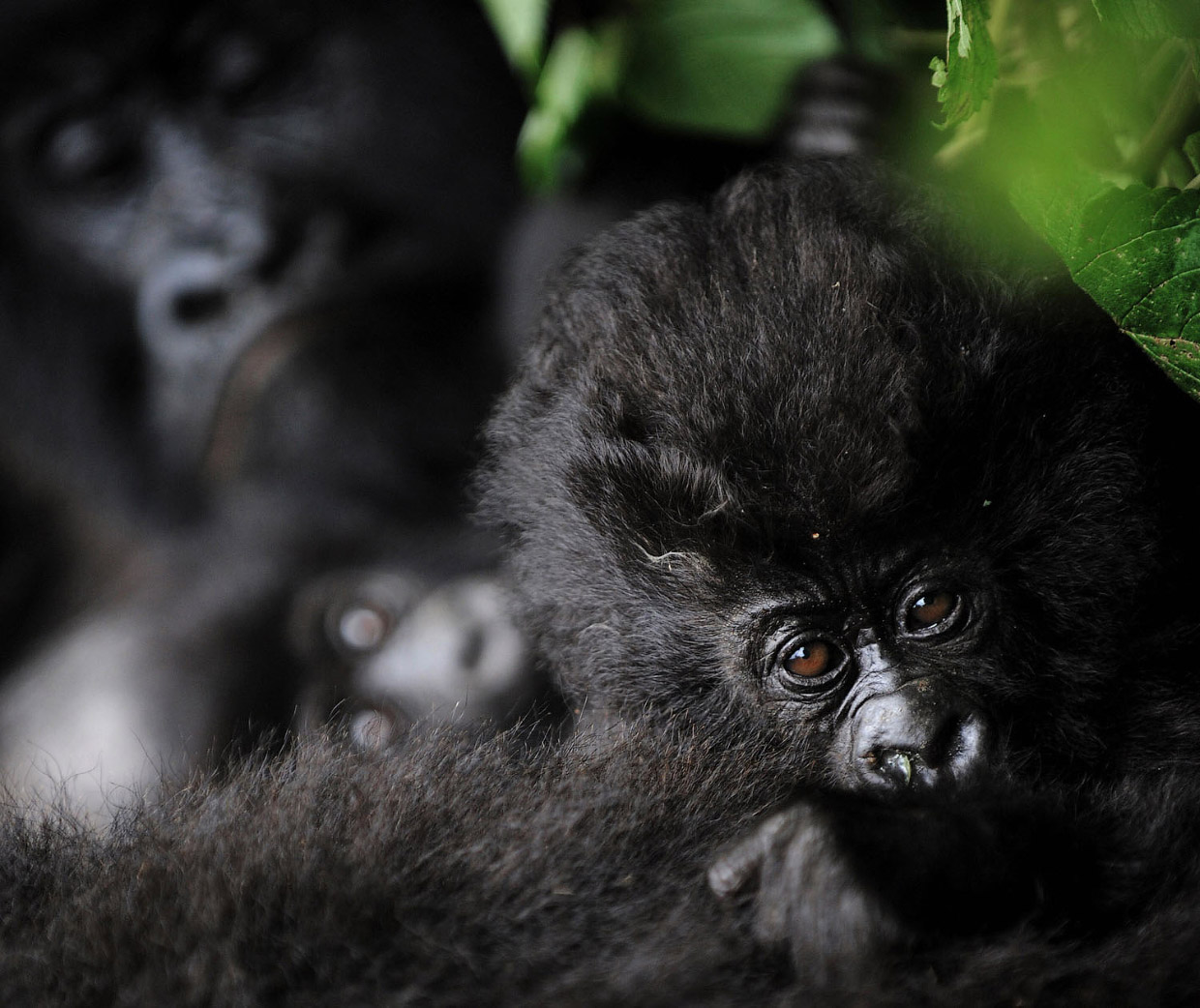Эти горные гориллы вымирают