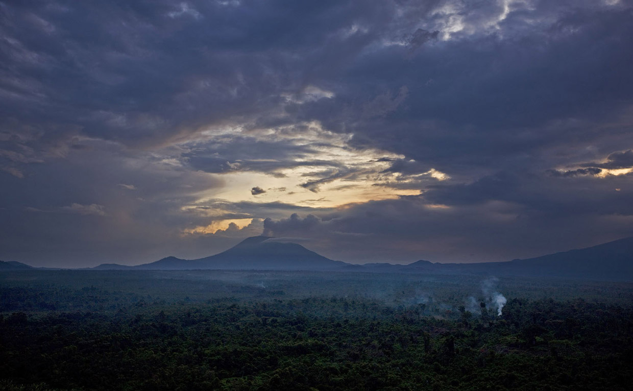 Эти горные гориллы вымирают